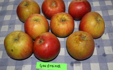 Lensink Aardappelen Aalten | Krieltjes